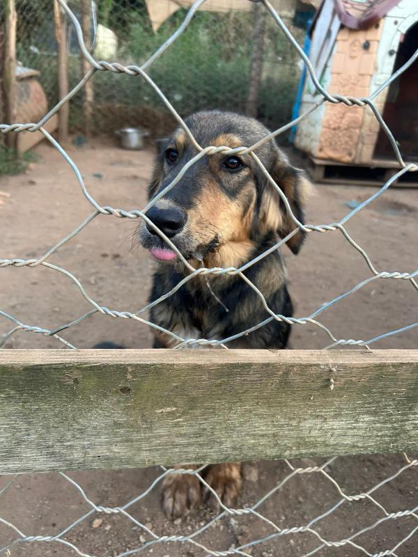 “Argo, il Cucciolo che Aspetta il Suo Lieto Fine” 🐾 Foto 4